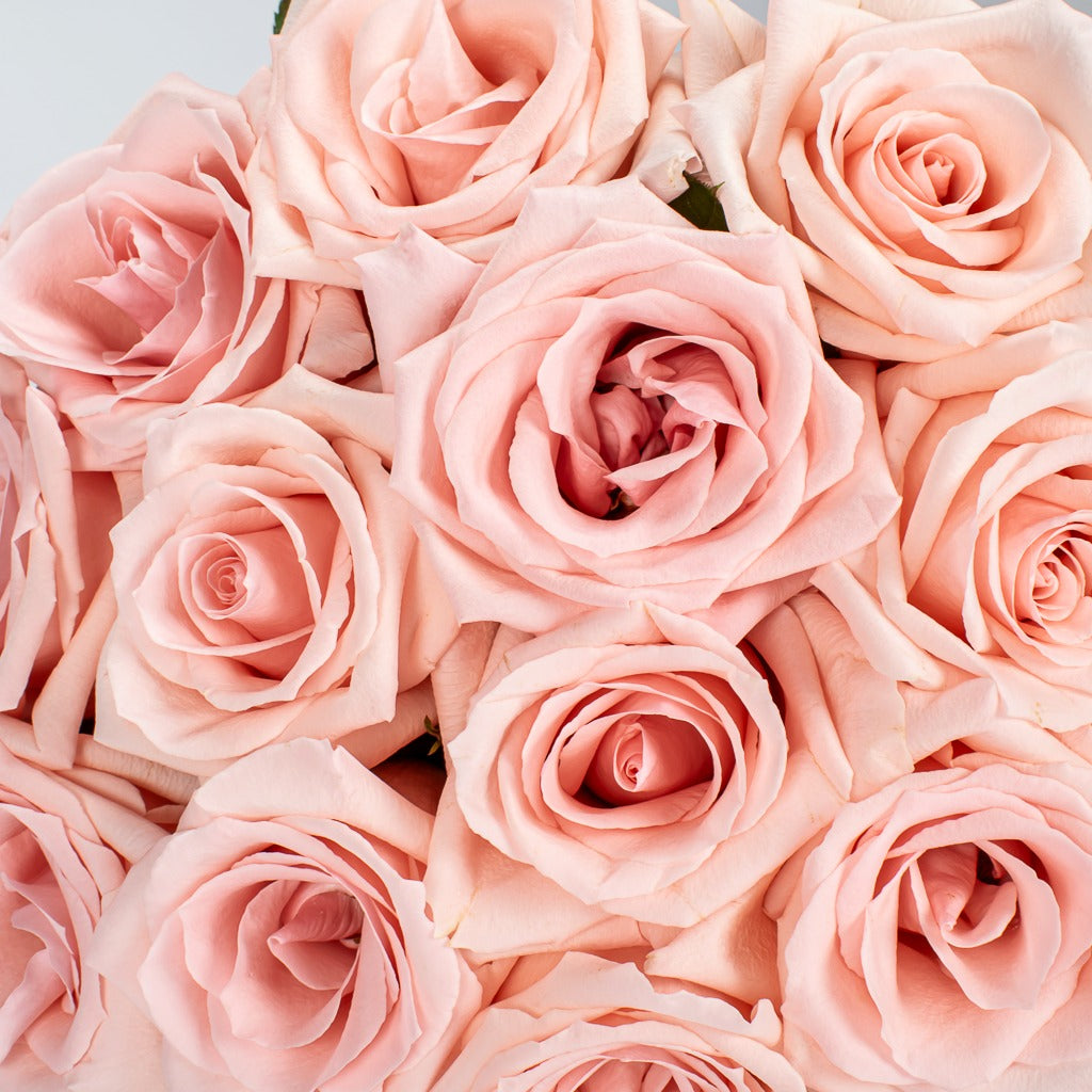 Pink Roses Up Close