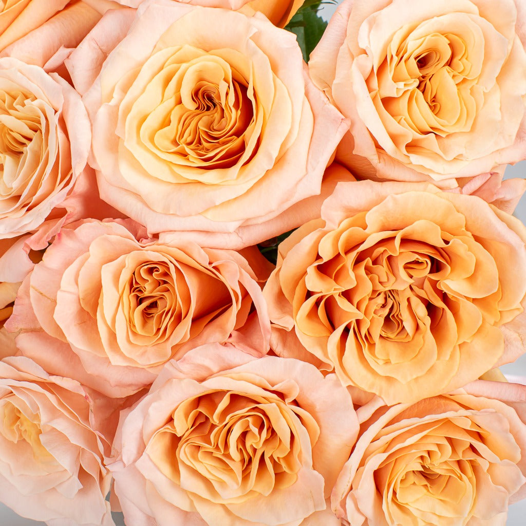 Shimmer Peach Roses Delivery